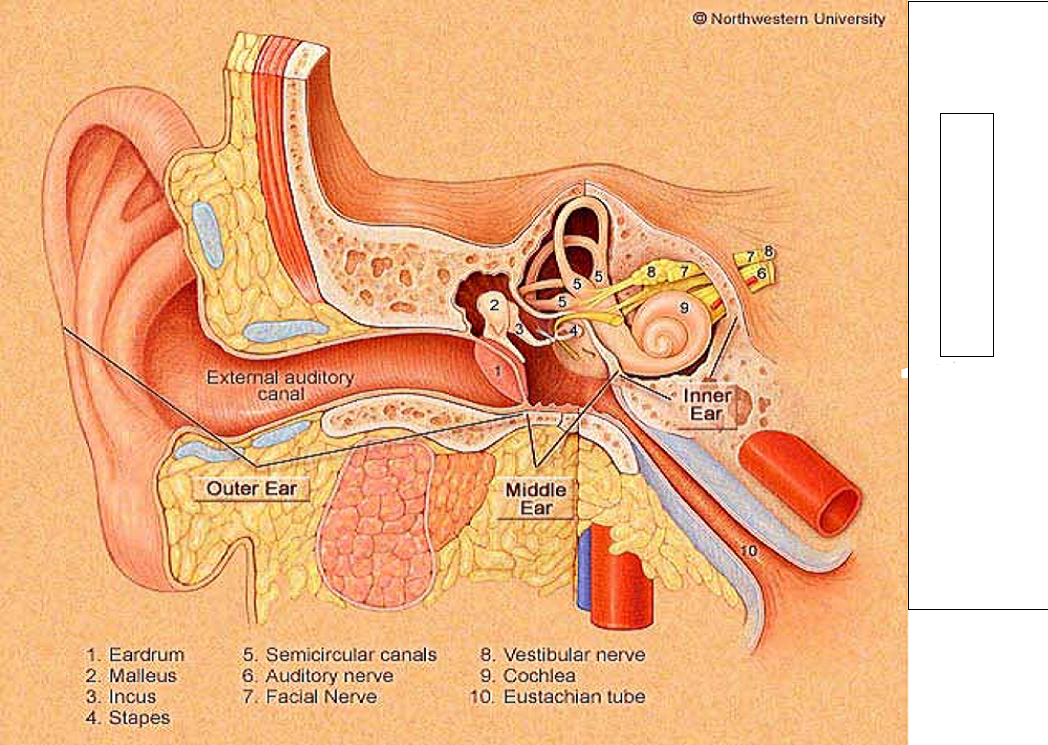 the tube that connects the middle and inner ear